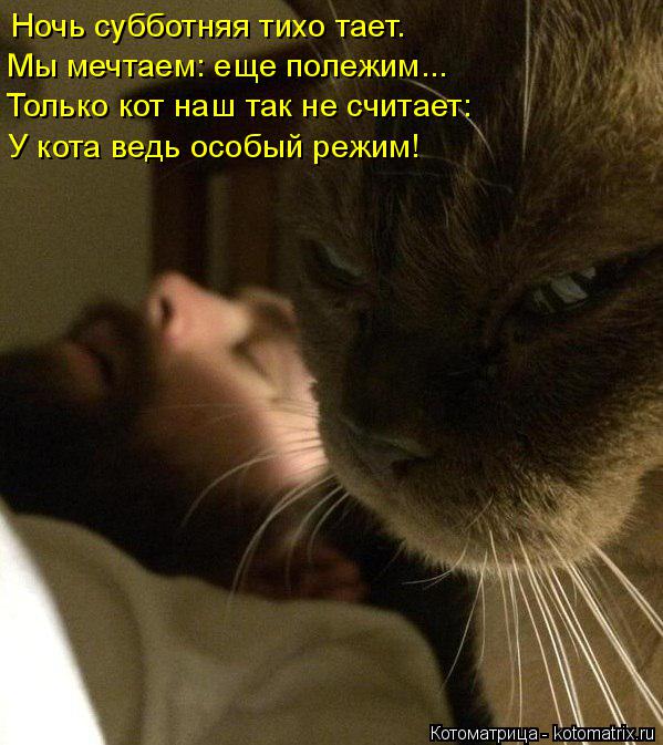 Котоматрица: Ночь субботняя тихо тает. Только кот наш так не считает: У кота ведь особый режим! Мы мечтаем: еще полежим...