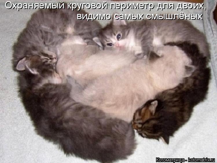 Котоматрица: Охраняемый круговой периметр для двоих, видимо самых смышлёных
