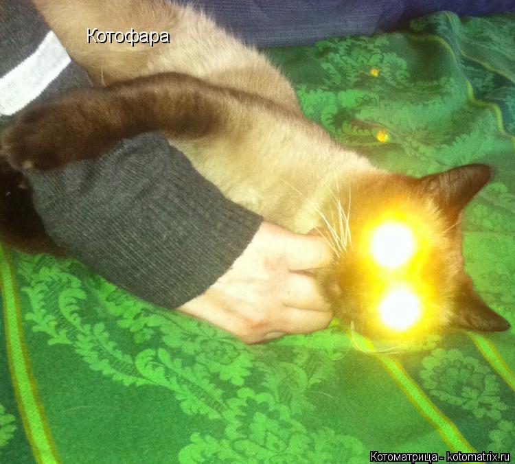 Котоматрица: Котофара