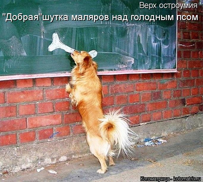 Котоматрица: Верх остроумия "Добрая"шутка маляров над голодным псом