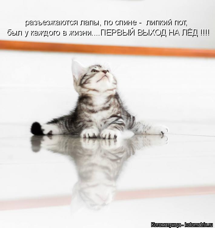 Котоматрица: разъезжаются лапы, по спине -  липкий пот, был у каждого в жизни....ПЕРВЫЙ ВЫХОД НА ЛЁД !!!!