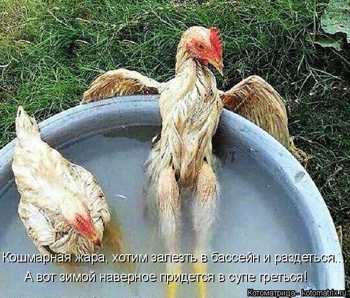 Котоматрица: Кошмарная жара, хотим залезть в бассейн и раздеться.... А вот зимой наверное придется в супе греться!