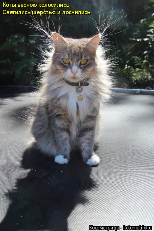 Котоматрица: Коты весною колосились, Светились шерстью и лоснились