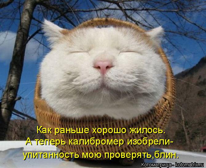 Котоматрица: Как раньше хорошо жилось. А теперь калибромер изобрели- упитанность мою проверять,блин.