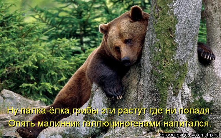 Котоматрица: Ну палка-ёлка,грибы эти растут где ни попадя. Опять малинник галлюциногенами напитался.