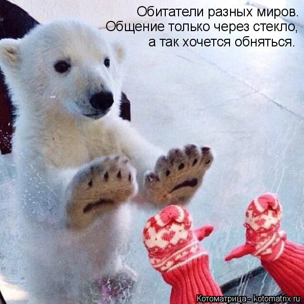 Котоматрица: Обитатели разных миров. Общение только через стекло, а так хочется обняться.