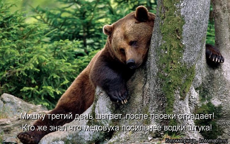 Котоматрица: Кто же знал что медовуха посильнее водки штука! Мишку третий день шатает, после пасеки страдает!