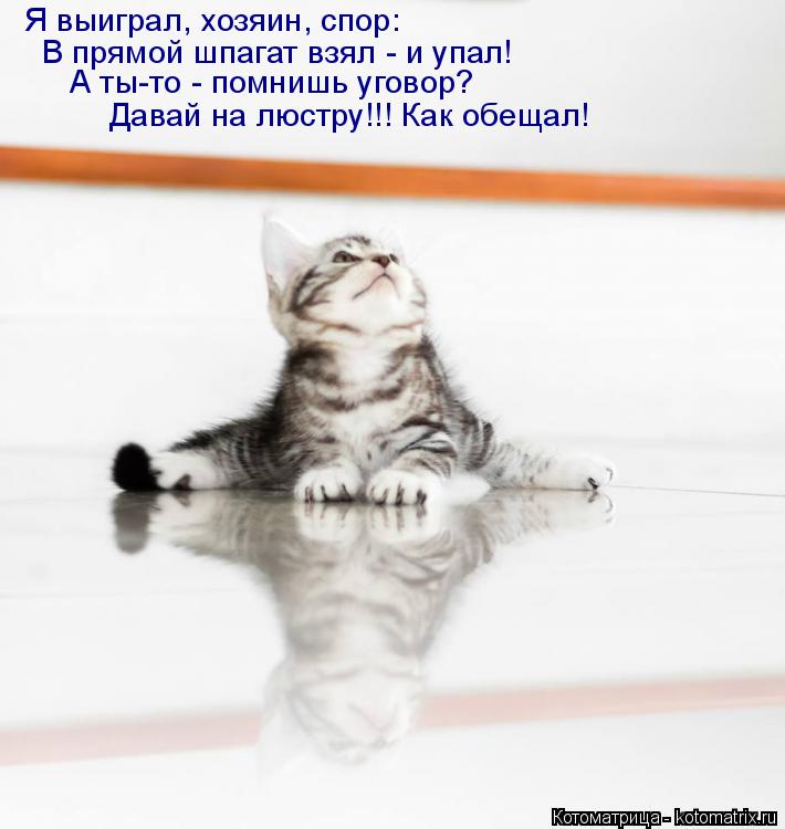 Я выиграл, хозяин, спор: В прямой шпагат взял - и упал! А ты-то - помнишь уговор? Давай на люстру!!! ... Котоматрица: Я выиграл, хозяин, спор: В прямой шпагат взял - и упал! А ты-то - помнишь уговор? Давай на люстру!!! Как обещал!