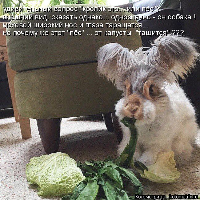 Котоматрица: внешний вид, сказать однако... однозначно - он собака ! меховой широкий нос и глаза таращатся... но почему же этот "пёс" ... от капусты  "тащится" ??
