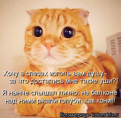 Котоматрица: Хочу в слезах излить вам душу - за что достались мне такие уши?! Я нынче слышал лично: на балконе над ними ржали голуби, как кони!!