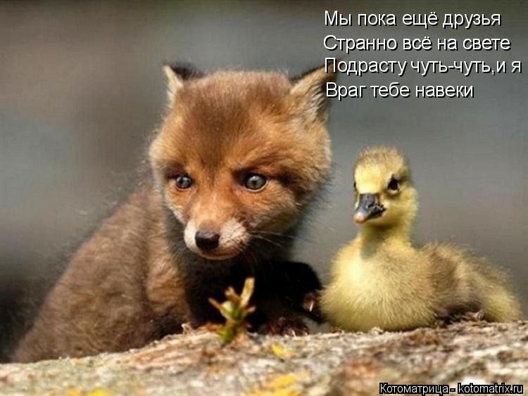 Котоматрица: Подрасту чуть-чуть,и я Странно всё на свете Странно всё на свете Мы пока ещё друзья Враг тебе навеки
