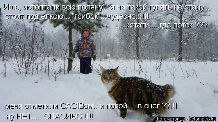 Котоматрица: Ишь, истоптали всю поляну... я на такой гулять не стану... стоит под ёлкою... "грибок"...чудесно...!!! .... кстати.....где лоток ??? меня отметили CACIBом.. и