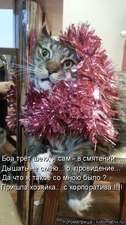 Котоматрица: Боа трёт шею, я сам - в смятении .... Дышать не смею... о, провидение... Да что ж такое со мною было ? Пришла хозяйка... с корпоратива !!!!