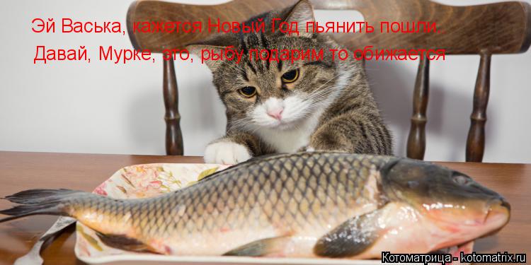 Котоматрица: Эй Васька, кажется Новый Год пьянить пошли.. Давай, Мурке, это, рыбу подарим то обижается