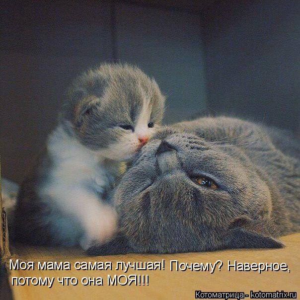 Котоматрица: Моя мама самая лучшая! Почему? Наверное, потому что она МОЯ!!!