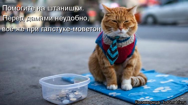 Котоматрица: всё же при галстуке-моветон всё же при галстуке-моветон Перед дамами неудобно, Помогите на штанишки.