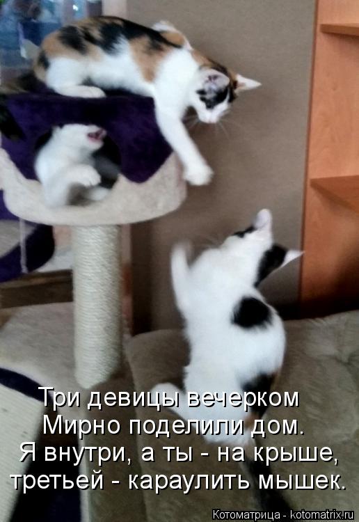 Котоматрица: Три девицы вечерком Мирно поделили дом. Я внутри, а ты - на крыше, третьей - караулить мышек.