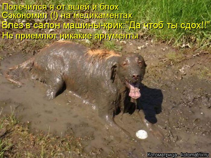 Котоматрица: Влез в салон машины-крик:"Да чтоб ты сдох!!" Не приемлют никакие аргументы Сэкономил (!) на медикаментах Полечился я от вшей и блох