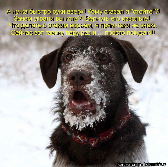 Котоматрица: А ну-ка быстро руки вверх! Кому сказал я "стойте"?! Зачем украли вы кота?! Вернуть его извольте! Что делать с этаким ворьем, я прям-таки не знаю..