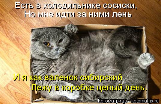 Котоматрица: Есть в холодильнике сосиски, Но мне идти за ними лень И я как валенок сибирский Лежу в коробке целый день.