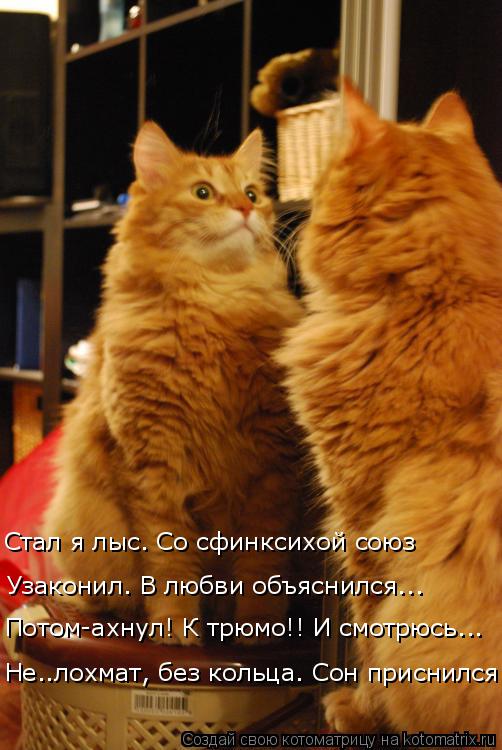 Котоматрица: Стал я лыс. Со сфинксихой союз Узаконил. В любви объяснился... Не..лохмат, без кольца. Сон приснился. Потом-ахнул! К трюмо!! И смотрюсь...