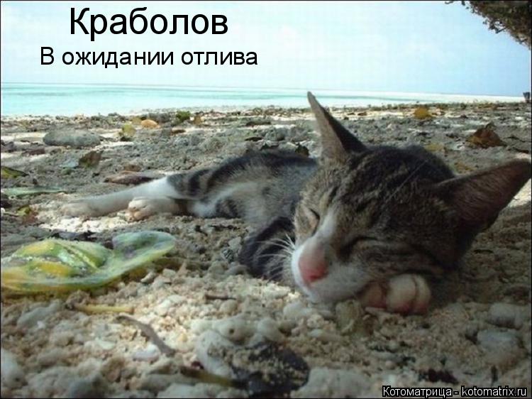 Котоматрица: Краболов В ожидании отлива