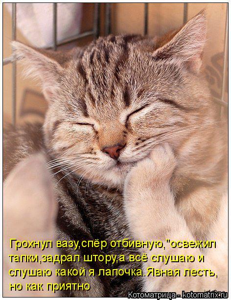 Котоматрица: но как приятно слушаю какой я лапочка.Явная лесть, тапки,задрал штору,а всё слушаю и Грохнул вазу,спёр отбивную,"освежил