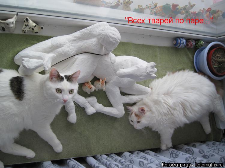Котоматрица: "Всех тварей по паре..."