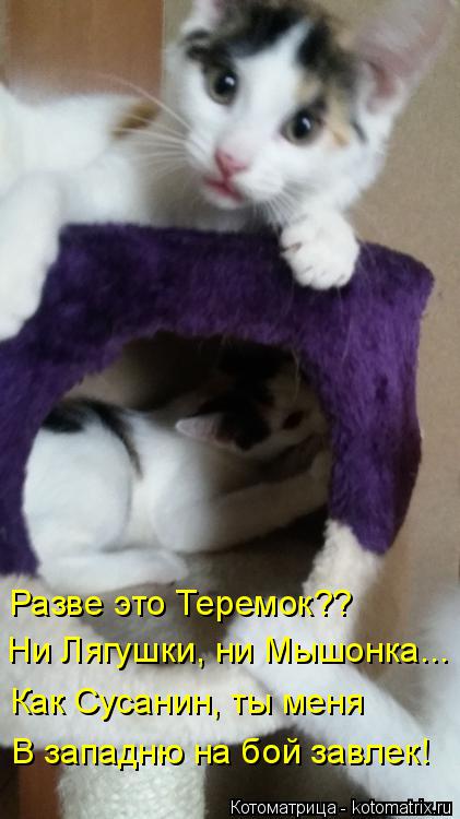 Котоматрица: Ни Лягушки, ни Мышонка... Как Сусанин, ты меня Разве это Теремок?? В западню на бой завлек!
