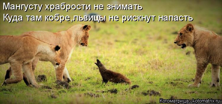 Котоматрица: Мангусту храбрости не знимать Куда там кобре,львицы не рискнут напасть