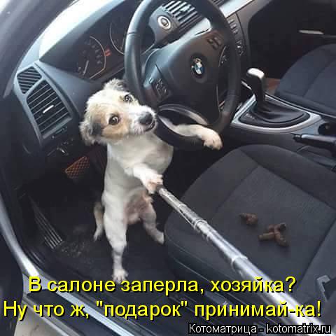Котоматрица: В салоне заперла, хозяйка? Ну что ж, "подарок" принимай-ка!