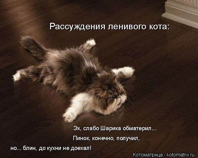 Котоматрица: Пинок, конечно, получил,  но... блин, до кухни не доехал! Эх, слабо Шарика обматерил... Рассуждения ленивого кота: