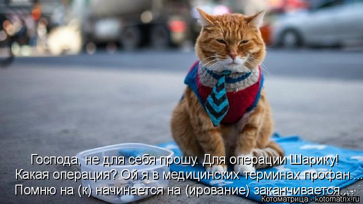 Котоматрица: Какая операция? Ой я в медицинских терминах профан.... Господа, не для себя прошу. Для операции Шарику! Помню на (к) начинается на (ирование) за