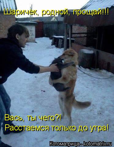 Котоматрица: Шаричек, родной, прощай!!! Вась, ты чего?! Расстаемся только до утра!