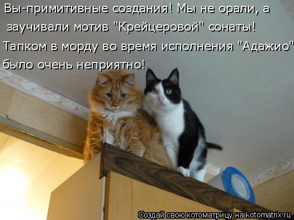 Котоматрица: Вы-примитивные создания! Мы не орали, а  заучивали мотив "Крейцеровой" сонаты! Тапком в морду во время исполнения "Адажио"  было очень неприят