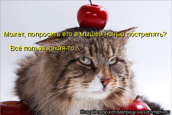 Котоматрица: Может, попросить его в мышей ночью пострелять? Всё польза какая-то...