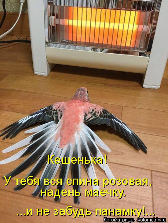 Кешенька! У тебя вся спина розовая, надень маечку. ...и не забудь панамку!...... Котоматрица: Кешенька! У тебя вся спина розовая, надень маечку. ...и не забудь панамку!...