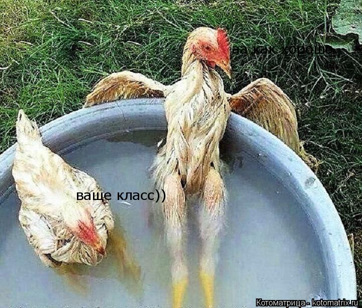 Котоматрица: ваще класс)) аа как хорошо