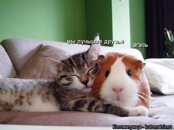 Котоматрица: мы лучьшие друзья агась