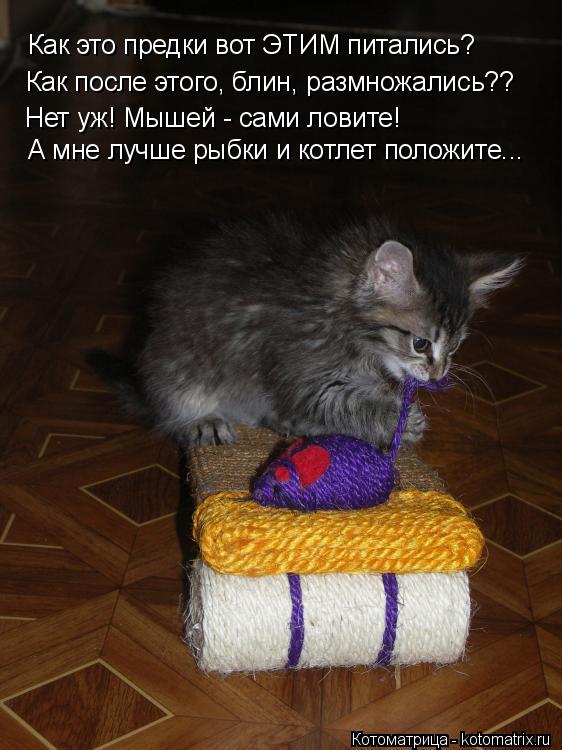 Котоматрица: Как это предки вот ЭТИМ питались? Как после этого, блин, размножались?? Нет уж! Мышей - сами ловите! А мне лучше рыбки и котлет положите...