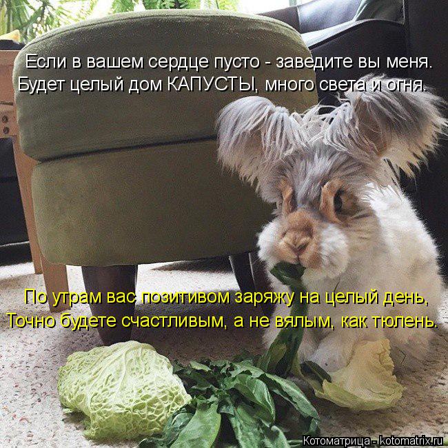 Котоматрица: Если в вашем сердце пусто - заведите вы меня. По утрам вас позитивом заряжу на целый день,  Будет целый дом КАПУСТЫ, много света и огня. Точно 
