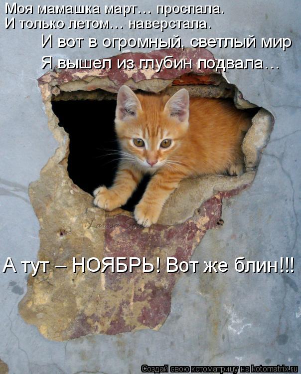 Котоматрица: Моя мамашка март… проспала. И только летом… наверстала. И вот в огромный, светлый мир Я вышел из глубин подвала… А тут – НОЯБРЬ! Вот же блин