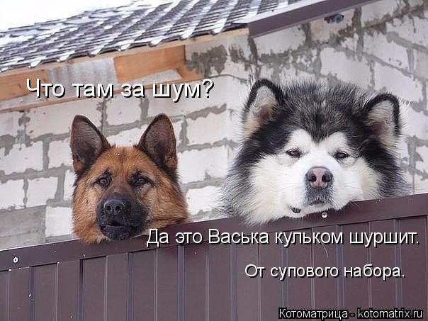Котоматрица: Что там за шум? Да это Васька кульком шуршит. От супового набора.