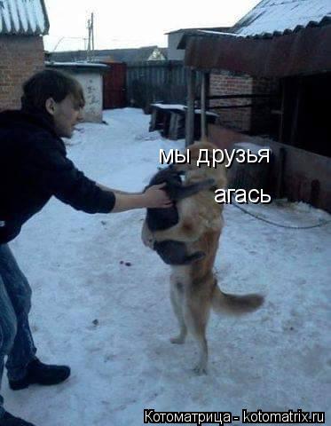 Котоматрица: мы друзья агась