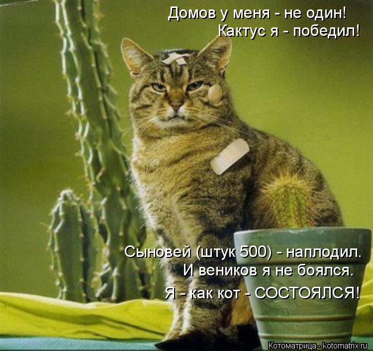 Котоматрица: Домов у меня - не один! Кактус я - победил! Сыновей (штук 500) - наплодил. И веников я не боялся. Я - как кот - СОСТОЯЛСЯ!