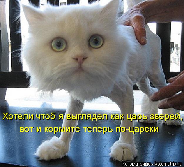Котоматрица: Хотели чтоб я выглядел как царь зверей, вот и кормите теперь по-царски