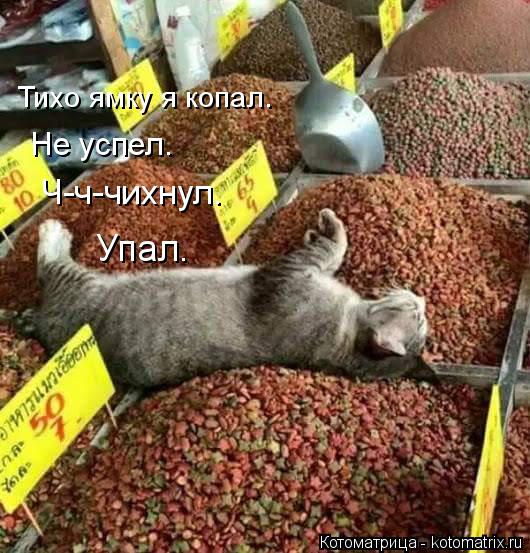 Котоматрица: Тихо ямку я копал. Не успел. Ч-ч-чихнул. Упал.
