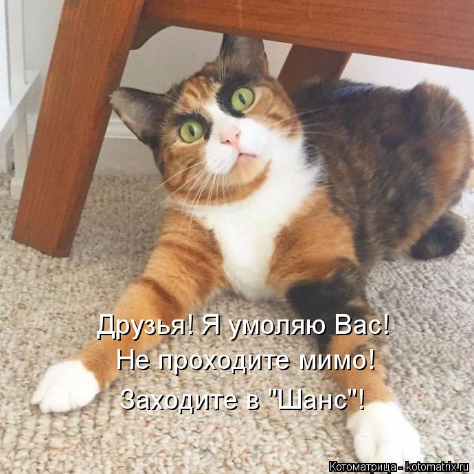 Котоматрица: Друзья! Я умоляю Вас! Не проходите мимо! Заходите в "Шанс"!
