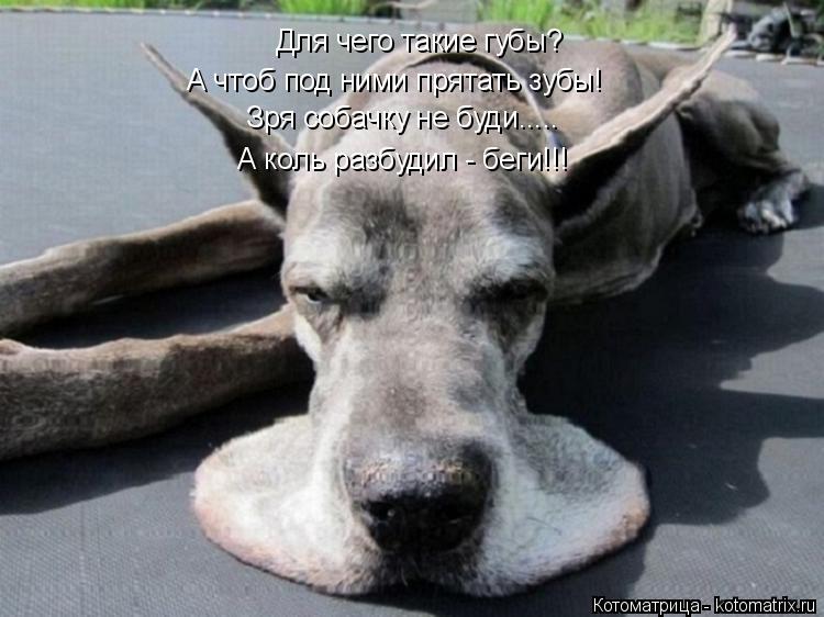 Котоматрица: Для чего такие губы? А чтоб под ними прятать зубы! А коль разбудил - беги!!! Зря собачку не буди.....