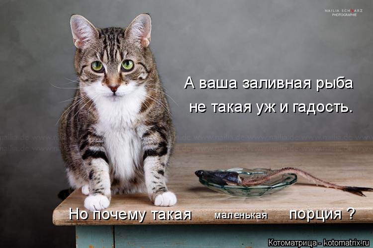 Котоматрица: А ваша заливная рыба не такая уж и гадость. Но почему такая маленькая порция ?